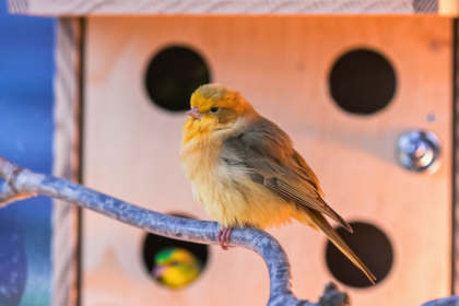 Friendly Bird Breeds: The Best Pets for Your Home