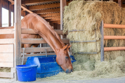 Mastering Horse Nutrition: Essential Diet Tips