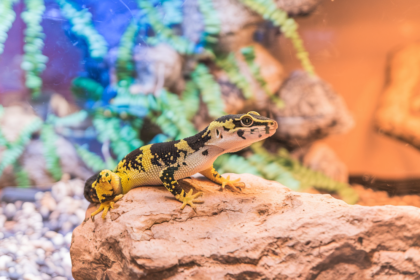 The Ultimate Leopard Gecko Care Guide