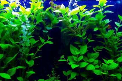 Aquarium plants care