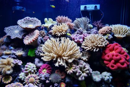 Coral care for reef aquariums