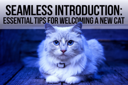 Seamless Introduction: Essential Tips for Welcoming a New Cat